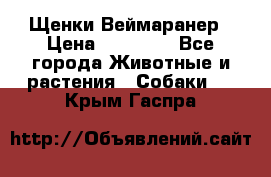 Щенки Веймаранер › Цена ­ 40 000 - Все города Животные и растения » Собаки   . Крым,Гаспра